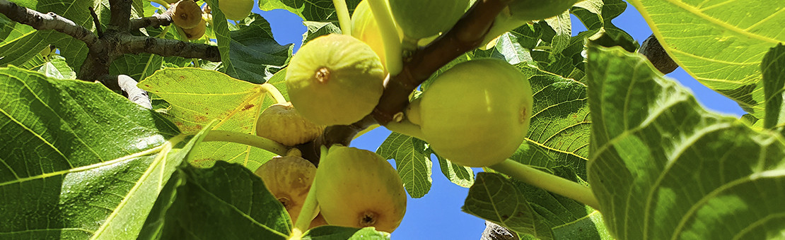 Higo seco ecológico